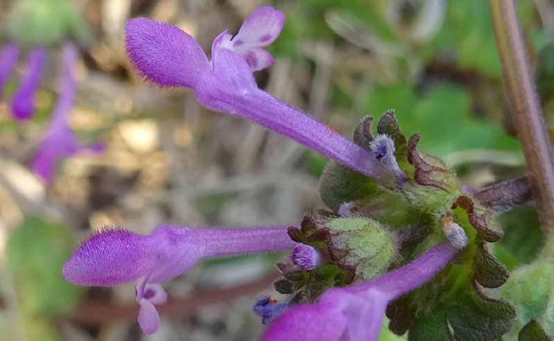 Lamium amplexicaule - Lamiaceae (Labiatae)